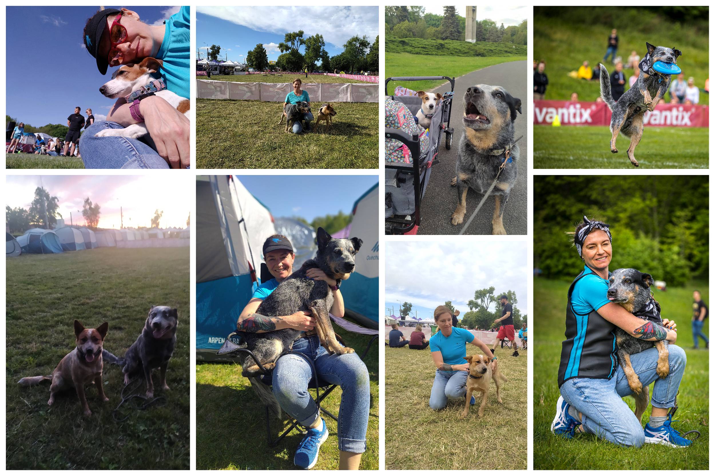 Jack Russell Terrier - Hodowla z Todrykowa