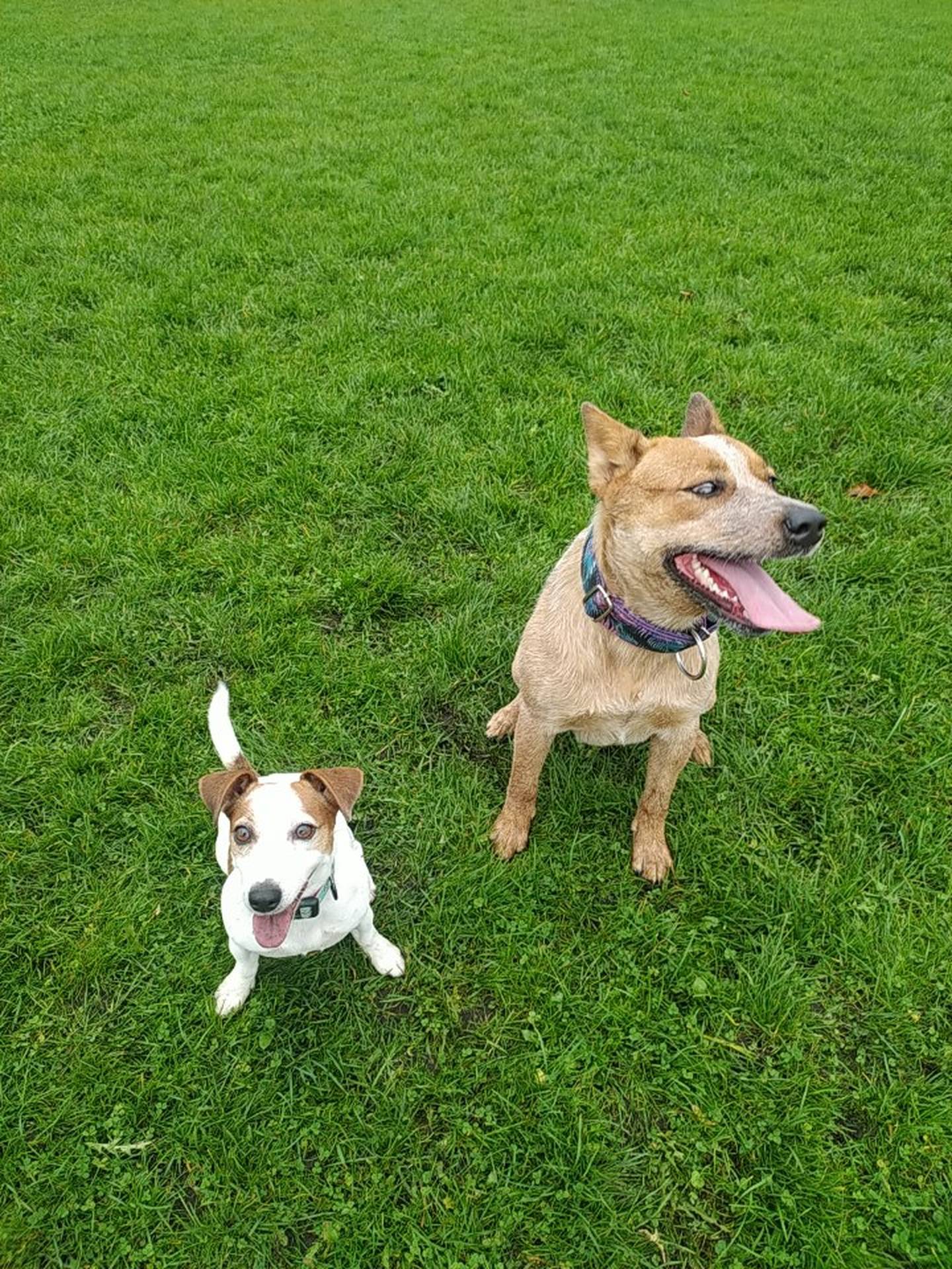 Hodowla z Todrykowa Jack Rusell Terrier