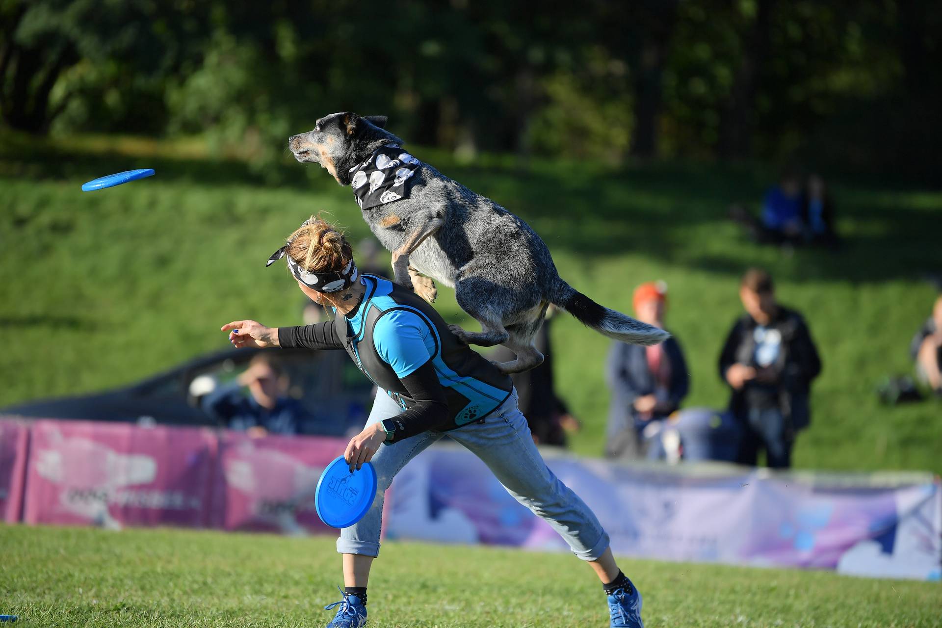 Hodowla z Todrykowa Jack Rusell Terrier