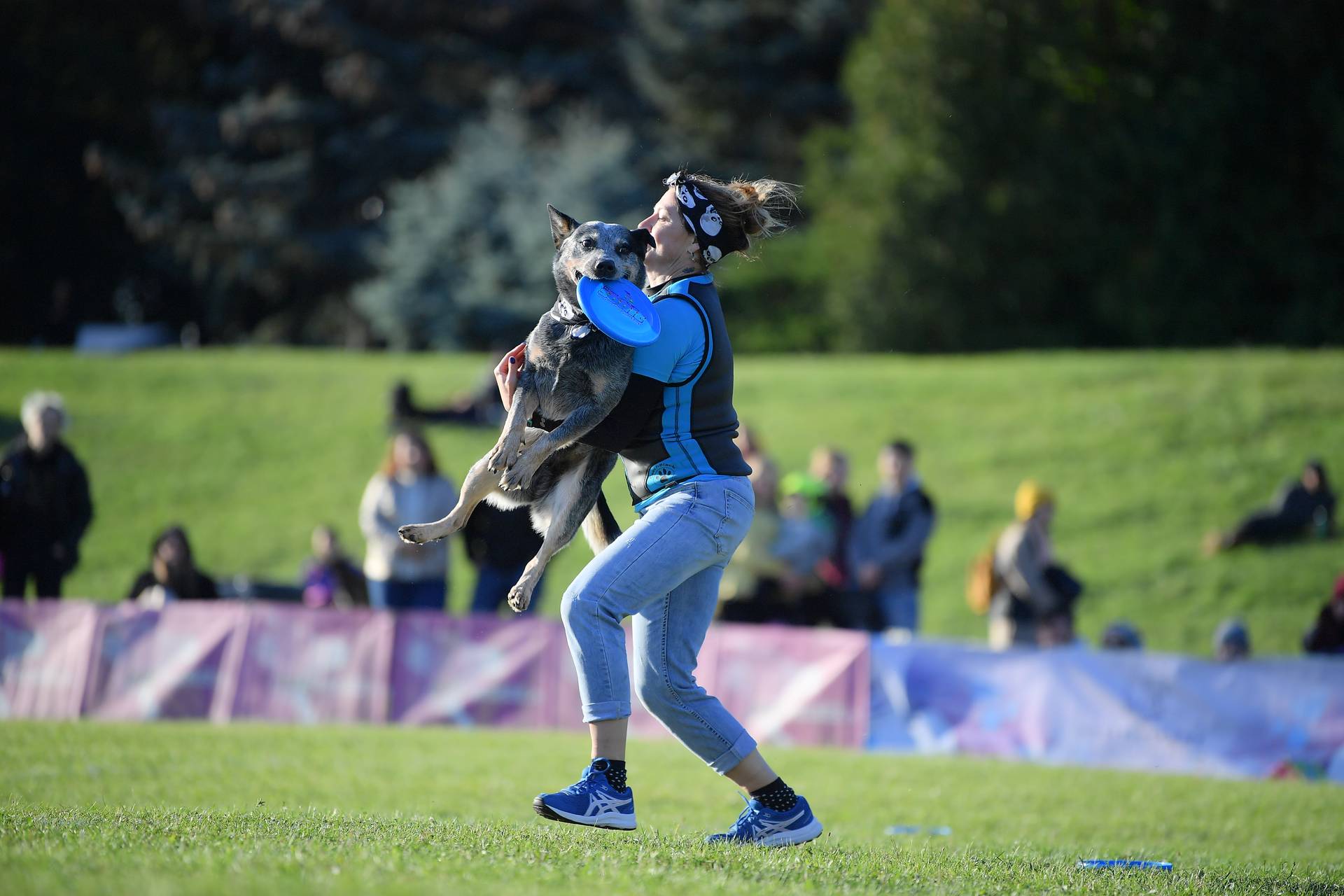 Hodowla z Todrykowa Jack Rusell Terrier