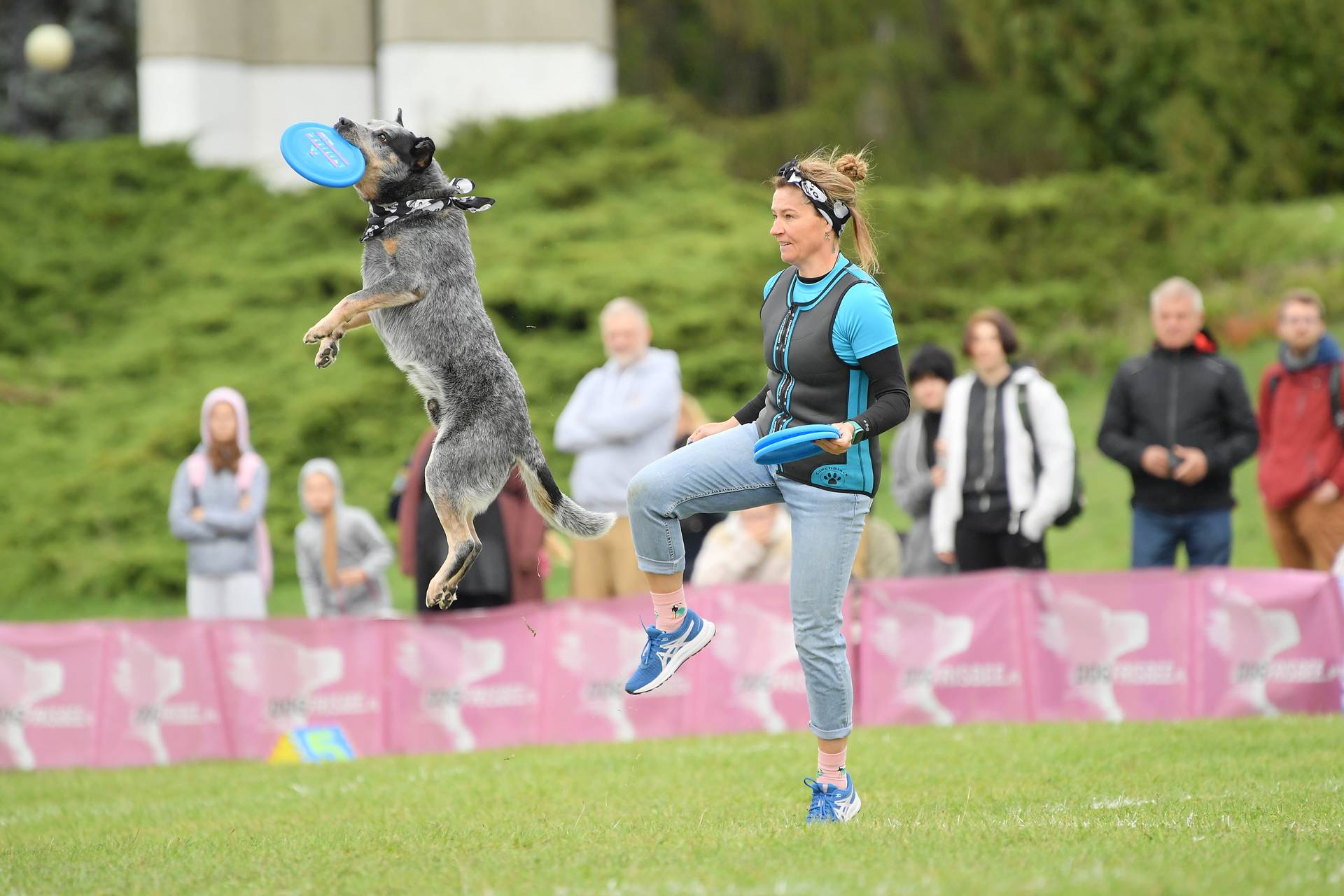 Hodowla z Todrykowa Jack Rusell Terrier