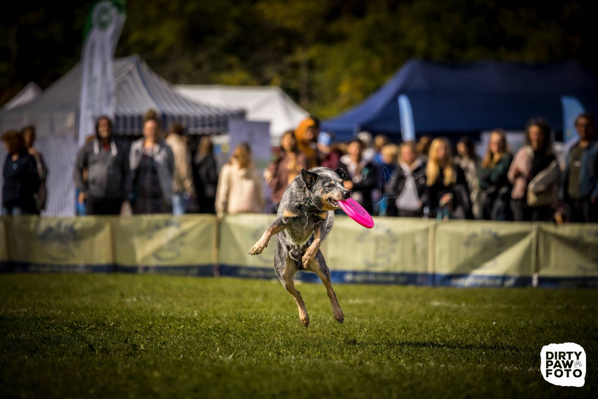 Hodowla z Todrykowa Jack Rusell Terrier