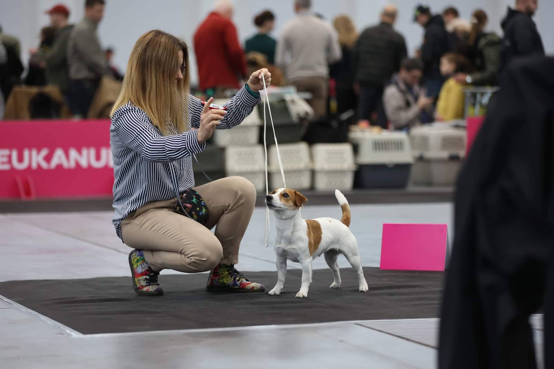 Hodowla z Todrykowa Jack Rusell Terrier