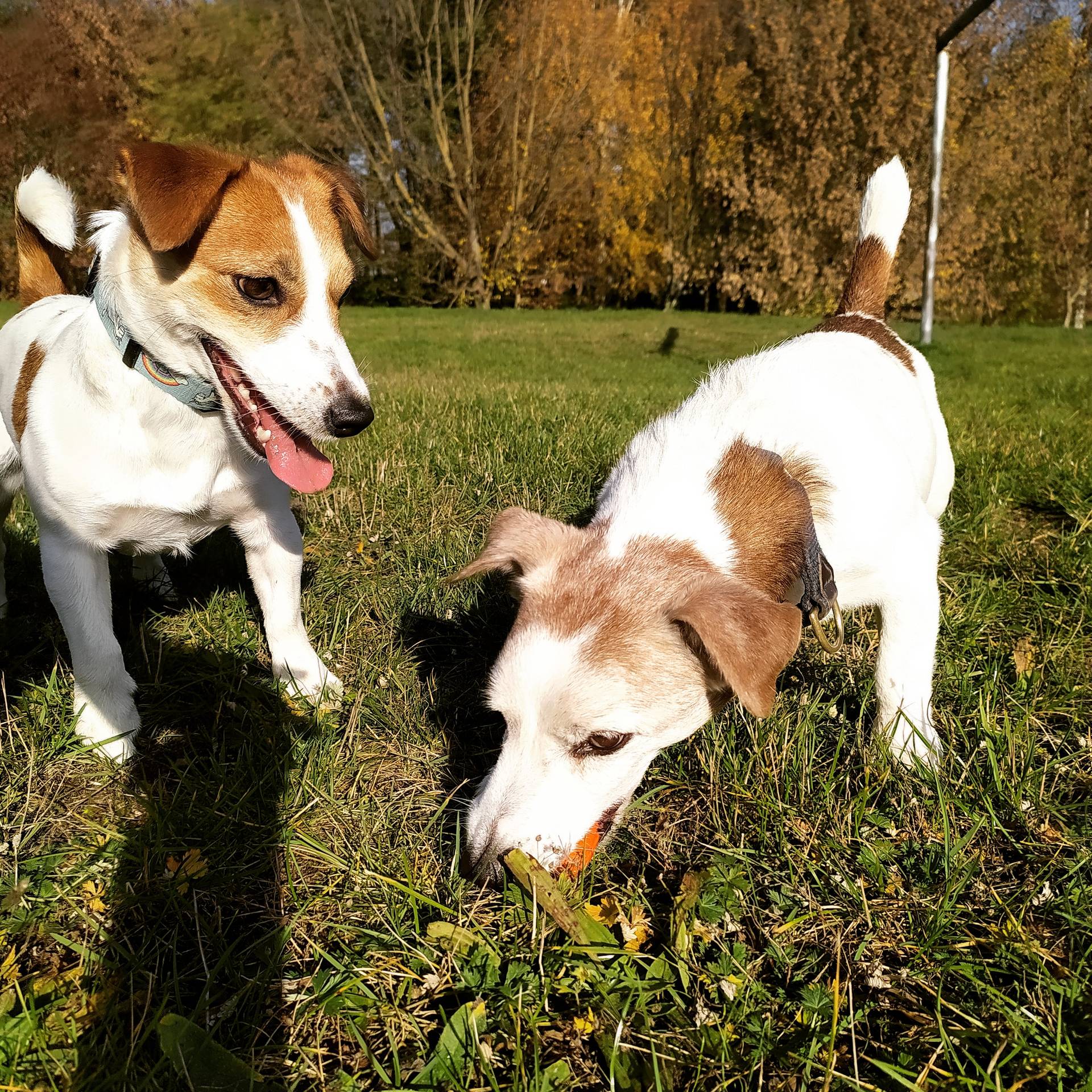 Hodowla z Todrykowa Jack Rusell Terrier