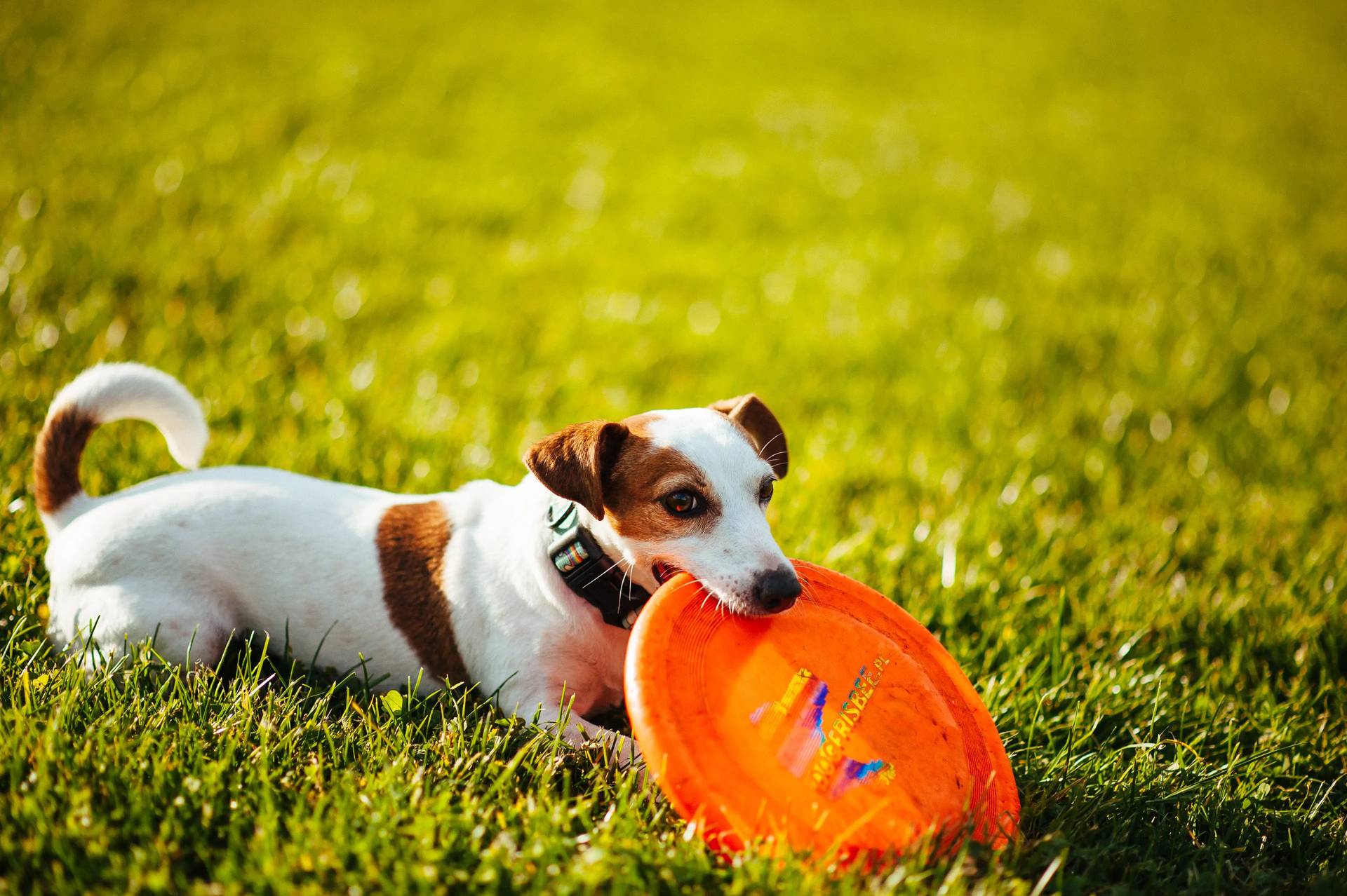 Hodowla z Todrykowa Jack Rusell Terrier