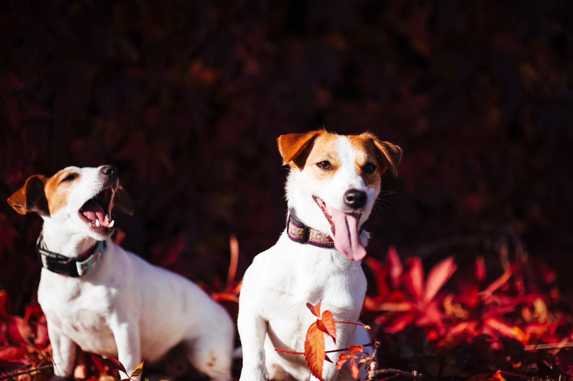 Hodowla z Todrykowa Jack Rusell Terrier