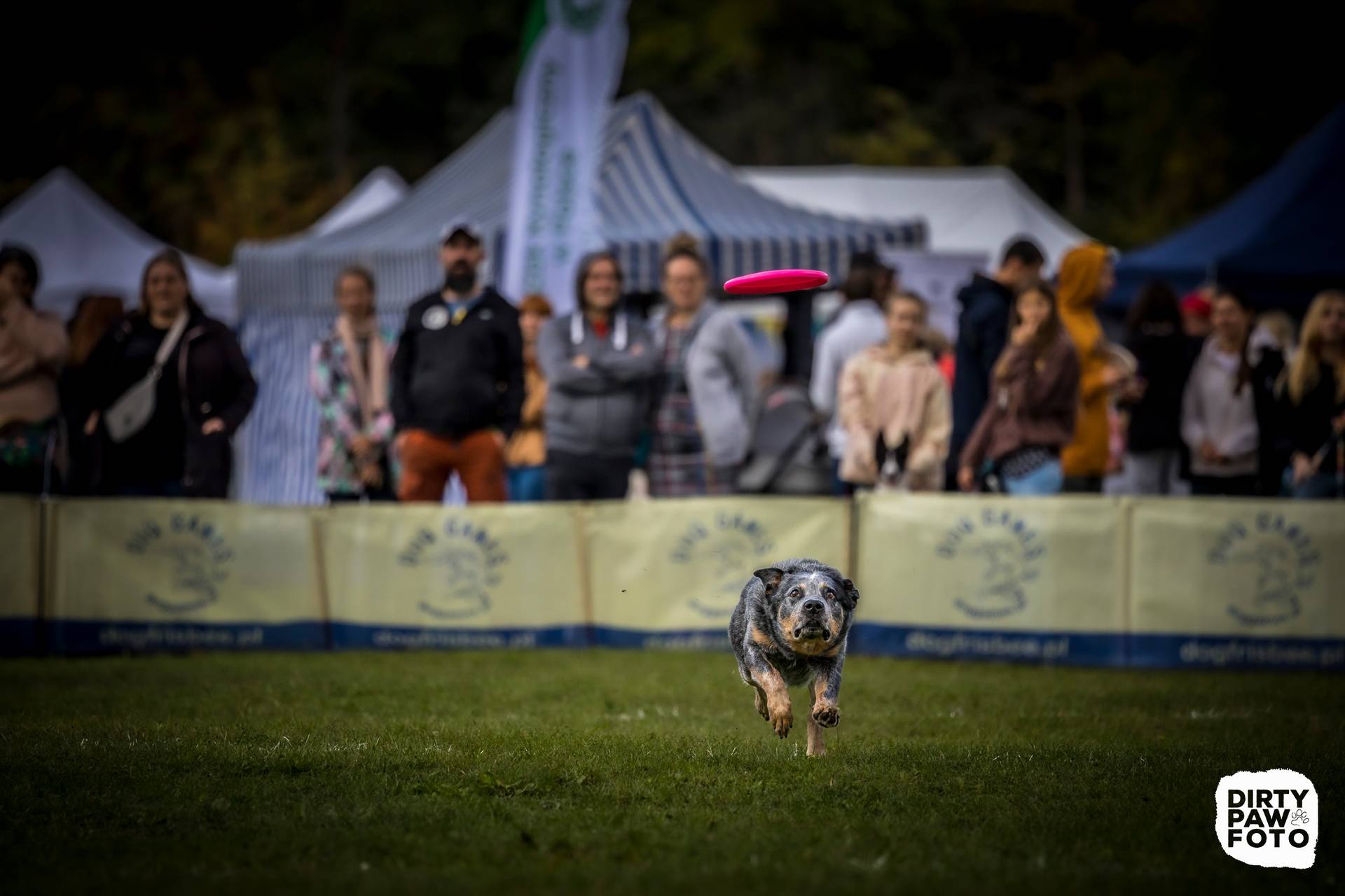 Hodowla z Todrykowa Jack Rusell Terrier