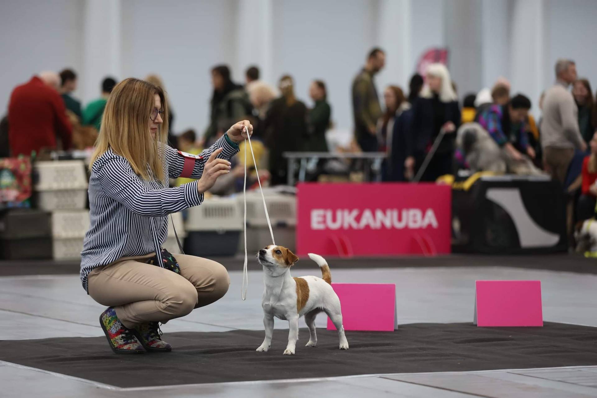 Hodowla z Todrykowa Jack Rusell Terrier