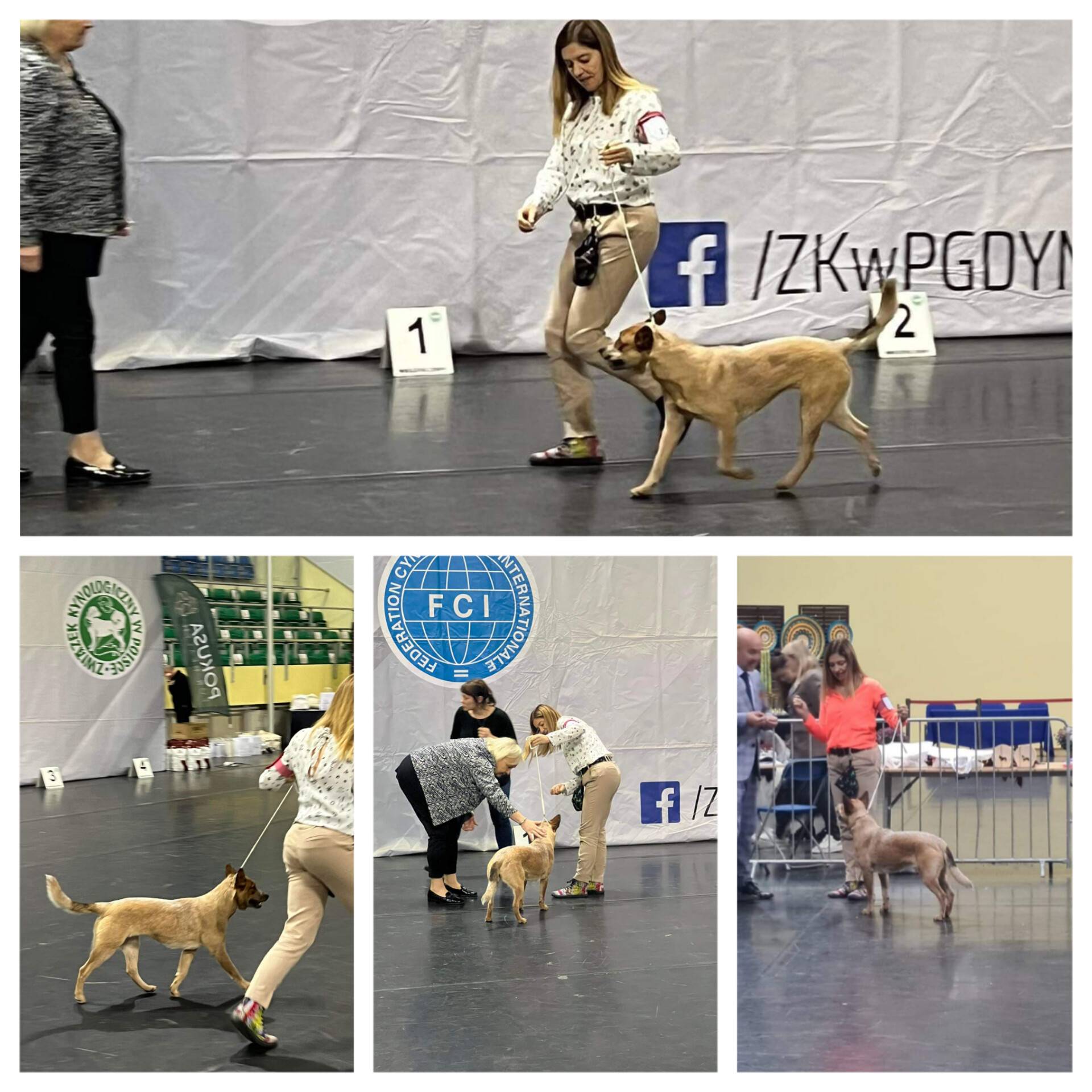 Hodowla z Todrykowa Jack Rusell Terrier