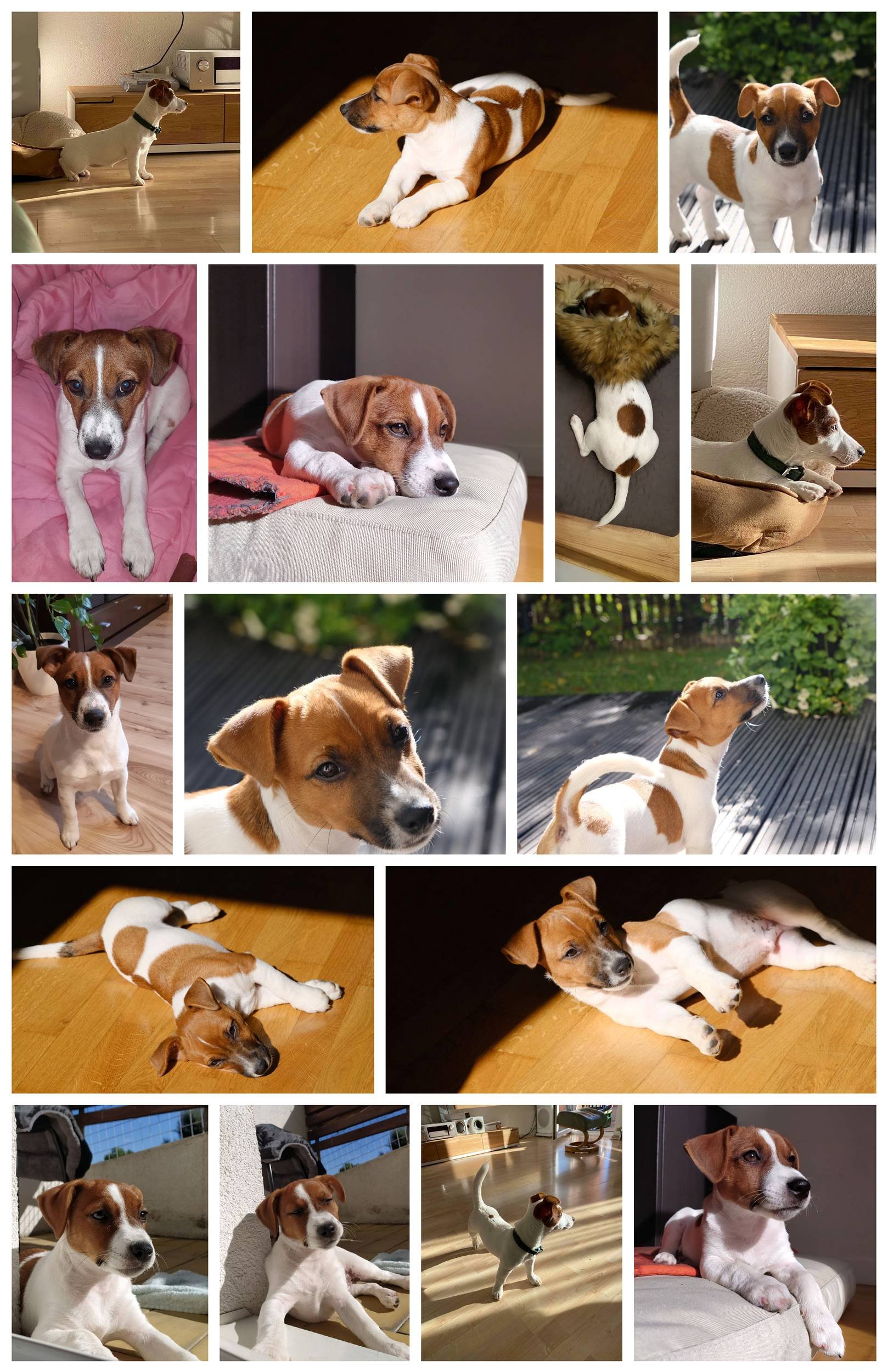collageMiotFiga1