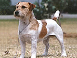 Bronco Bill Drapichrust - Hodowla Jack Russell Terrier Z Todrykowa. Cechy charakterystyczne: dobrze umięśniony, silny pies, pięknie wybarwiony – przekazuje głęboki kolor, doskonały w pracy z człowiekiem, radosny i zrównoważony samiec