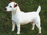 Bronco Bill Drapichrust - Hodowla Jack Russell Terrier Z Todrykowa. Cechy charakterystyczne: dobrze umięśniony, silny pies, pięknie wybarwiony – przekazuje głęboki kolor, doskonały w pracy z człowiekiem, radosny i zrównoważony samiec