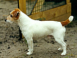 Bronco Bill Drapichrust - Hodowla Jack Russell Terrier Z Todrykowa. Cechy charakterystyczne: dobrze umięśniony, silny pies, pięknie wybarwiony – przekazuje głęboki kolor, doskonały w pracy z człowiekiem, radosny i zrównoważony samiec