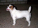 Bronco Bill Drapichrust - Hodowla Jack Russell Terrier Z Todrykowa. Cechy charakterystyczne: dobrze umięśniony, silny pies, pięknie wybarwiony – przekazuje głęboki kolor, doskonały w pracy z człowiekiem, radosny i zrównoważony samiec