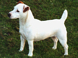 Bronco Bill Drapichrust - Hodowla Jack Russell Terrier Z Todrykowa. Cechy charakterystyczne: dobrze umięśniony, silny pies, pięknie wybarwiony – przekazuje głęboki kolor, doskonały w pracy z człowiekiem, radosny i zrównoważony samiec