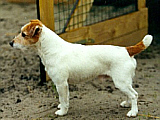 Bronco Bill Drapichrust - Hodowla Jack Russell Terrier Z Todrykowa. Cechy charakterystyczne: dobrze umięśniony, silny pies, pięknie wybarwiony – przekazuje głęboki kolor, doskonały w pracy z człowiekiem, radosny i zrównoważony samiec