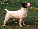 Bronco Bill Drapichrust - Hodowla Jack Russell Terrier Z Todrykowa. Cechy charakterystyczne: dobrze umięśniony, silny pies, pięknie wybarwiony – przekazuje głęboki kolor, doskonały w pracy z człowiekiem, radosny i zrównoważony samiec