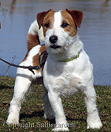lily rodowod 01