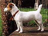 Luna Z Todrykowa - Hodowla Jack Russell Terrier Z Todrykowa. Cechy charakterystyczne: mała suczka o pięknej głowie, drobnej budowie, niebywałej zwinności i zwrotności, uwielbia wypoczywać w samotności, uparta