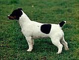 Luna Z Todrykowa - Hodowla Jack Russell Terrier Z Todrykowa. Cechy charakterystyczne: mała suczka o pięknej głowie, drobnej budowie, niebywałej zwinności i zwrotności, uwielbia wypoczywać w samotności, uparta