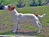 Luna Z Todrykowa - Hodowla Jack Russell Terrier Z Todrykowa. Cechy charakterystyczne: mała suczka o pięknej głowie, drobnej budowie, niebywałej zwinności i zwrotności, uwielbia wypoczywać w samotności, uparta