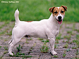 Luna Z Todrykowa - Hodowla Jack Russell Terrier Z Todrykowa. Cechy charakterystyczne: mała suczka o pięknej głowie, drobnej budowie, niebywałej zwinności i zwrotności, uwielbia wypoczywać w samotności, uparta