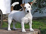 Luna Z Todrykowa - Hodowla Jack Russell Terrier Z Todrykowa. Cechy charakterystyczne: mała suczka o pięknej głowie, drobnej budowie, niebywałej zwinności i zwrotności, uwielbia wypoczywać w samotności, uparta