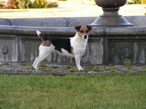 Luna Z Todrykowa - Hodowla Jack Russell Terrier Z Todrykowa. Cechy charakterystyczne: mała suczka o pięknej głowie, drobnej budowie, niebywałej zwinności i zwrotności, uwielbia wypoczywać w samotności, uparta
