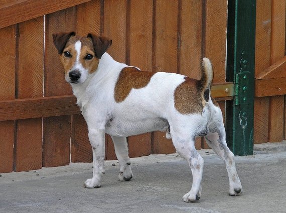 Luna Z Todrykowa - Hodowla Jack Russell Terrier Z Todrykowa. Cechy charakterystyczne: mała suczka o pięknej głowie, drobnej budowie, niebywałej zwinności i zwrotności, uwielbia wypoczywać w samotności, uparta