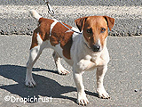 Jawa Z Todrykowa - Hodowla Jack Russell Terrier Z Todrykowa. Cechy charakterystyczne: mała suczka o pięknej głowie, drobnej budowie, niebywałej zwinności i zwrotności, uwielbia wypoczywać w samotności, uparta