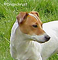Jawa Z Todrykowa - Hodowla Jack Russell Terrier Z Todrykowa. Cechy charakterystyczne: mała suczka o pięknej głowie, drobnej budowie, niebywałej zwinności i zwrotności, uwielbia wypoczywać w samotności, uparta