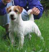 Luna Z Todrykowa - Hodowla Jack Russell Terrier Z Todrykowa. Cechy charakterystyczne: mała suczka o pięknej głowie, drobnej budowie, niebywałej zwinności i zwrotności, uwielbia wypoczywać w samotności, uparta