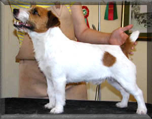 Luna Z Todrykowa - Hodowla Jack Russell Terrier Z Todrykowa. Cechy charakterystyczne: mała suczka o pięknej głowie, drobnej budowie, niebywałej zwinności i zwrotności, uwielbia wypoczywać w samotności, uparta