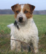 Jawa Z Todrykowa - Hodowla Jack Russell Terrier Z Todrykowa. Cechy charakterystyczne: mała suczka o pięknej głowie, drobnej budowie, niebywałej zwinności i zwrotności, uwielbia wypoczywać w samotności, uparta