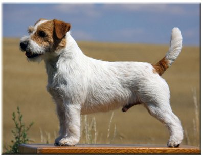 Luna Z Todrykowa - Hodowla Jack Russell Terrier Z Todrykowa. Cechy charakterystyczne: mała suczka o pięknej głowie, drobnej budowie, niebywałej zwinności i zwrotności, uwielbia wypoczywać w samotności, uparta