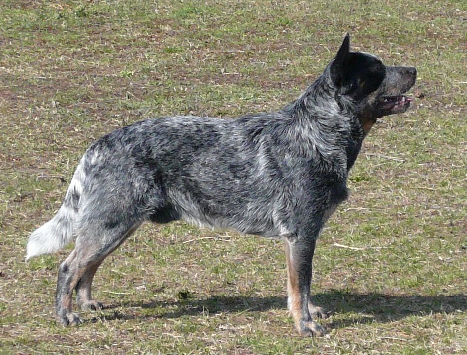 CIBReddenblusThe