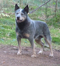 gustav