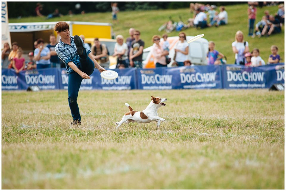 Hodowla Jack Russell Terrier  Z Todrykowa jest hodowlą domową, psy jack russell terrier posiadamy od 2007 roku i jako jedna z nielicznych hodowli psów rasowych Jack Russell Terrier czynnie zajmujemy się psim sportem, dogfriesbee.