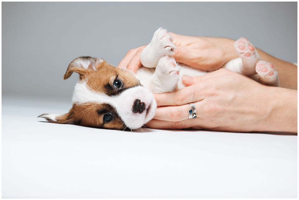 Hodowla Jack Russell Terrier  Z Todrykowa jest hodowlą domową, psy jack russell terrier posiadamy od 2007 roku i jako jedna z nielicznych hodowli psów rasowych Jack Russell Terrier czynnie zajmujemy się psim sportem, dogfriesbee.