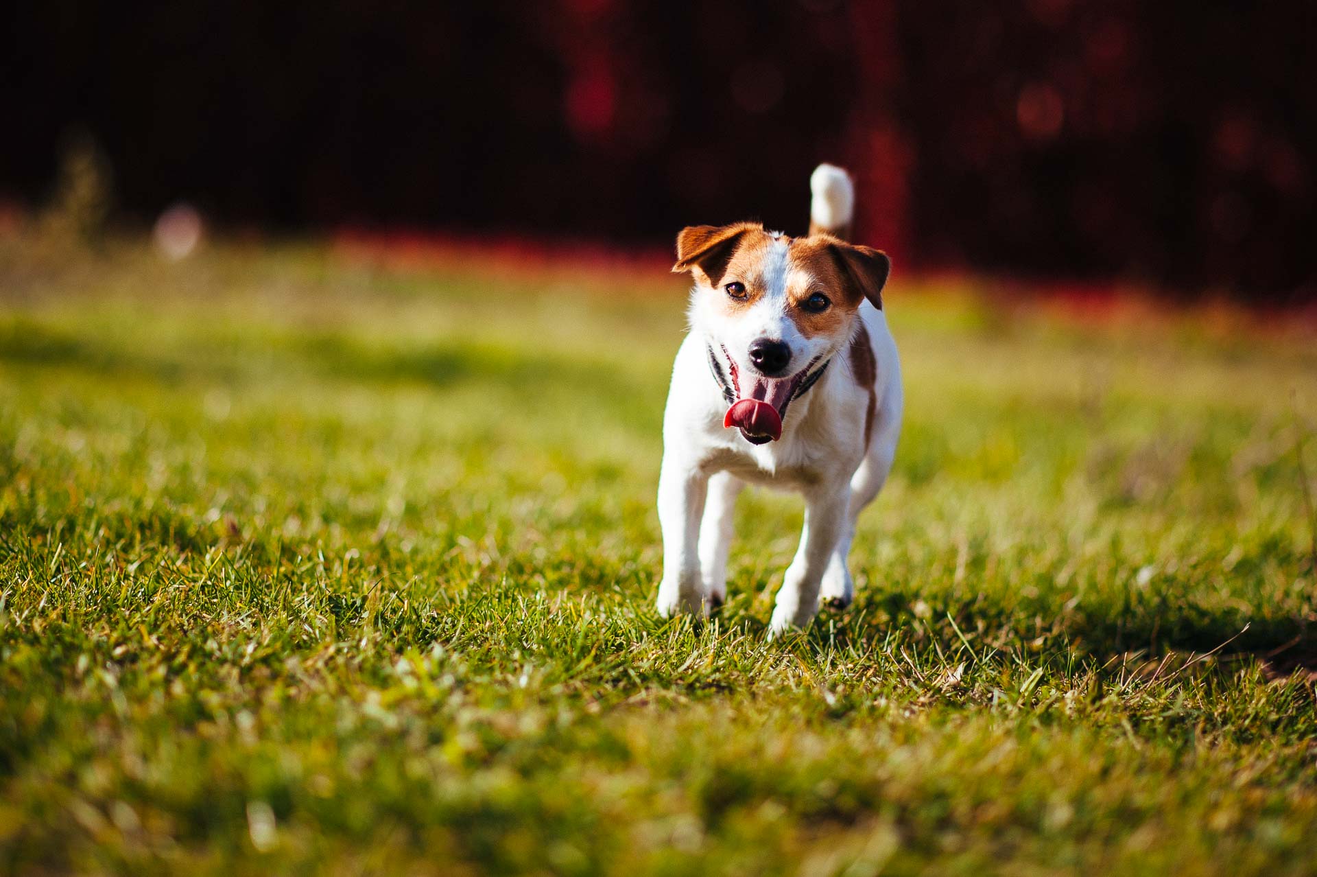 Luna Z Todrykowa - Hodowla Jack Russell Terrier Z Todrykowa. Cechy charakterystyczne: mała suczka o pięknej głowie, drobnej budowie, niebywałej zwinności i zwrotności, uwielbia wypoczywać w samotności, uparta Luna Z Todrykowa - Hodowla Jack Russell Terrier Z Todrykowa. Cechy charakterystyczne: mała suczka o pięknej głowie, drobnej budowie, niebywałej zwinności i zwrotności, uwielbia wypoczywać w samotności, uparta