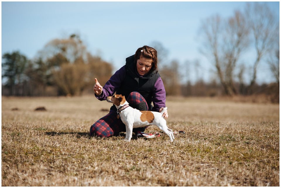 Cloe PRINCESSIN CONI - TOLA - Hodowla Jack Russell Terrier Z Todrykowa.  Cechy charakterystyczne: budowa lekka, drobnokoścista, zwinna i bardzo skoczna, nieprzeciętny charakter, zadziorny i typowy dla teriera temperament