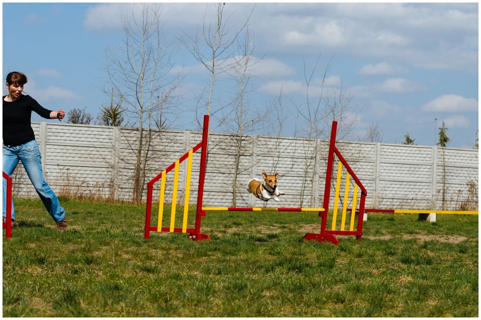Cloe PRINCESSIN CONI - TOLA - Hodowla Jack Russell Terrier Z Todrykowa.  Cechy charakterystyczne: budowa lekka, drobnokoścista, zwinna i bardzo skoczna, nieprzeciętny charakter, zadziorny i typowy dla teriera temperament