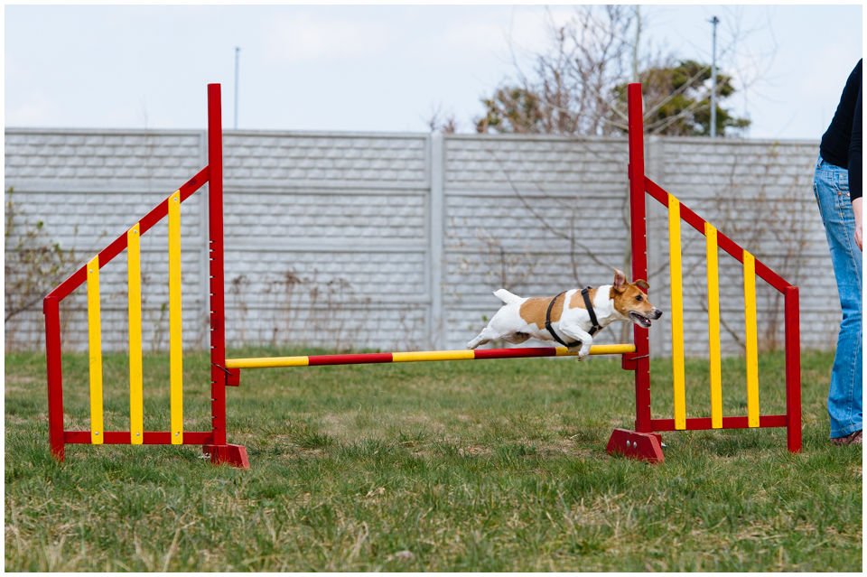 Cloe PRINCESSIN CONI - TOLA - Hodowla Jack Russell Terrier Z Todrykowa.  Cechy charakterystyczne: budowa lekka, drobnokoścista, zwinna i bardzo skoczna, nieprzeciętny charakter, zadziorny i typowy dla teriera temperament