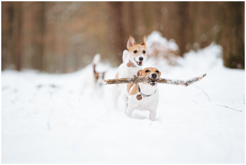 Cloe PRINCESSIN CONI - TOLA - Hodowla Jack Russell Terrier Z Todrykowa.  Cechy charakterystyczne: budowa lekka, drobnokoścista, zwinna i bardzo skoczna, nieprzeciętny charakter, zadziorny i typowy dla teriera temperament