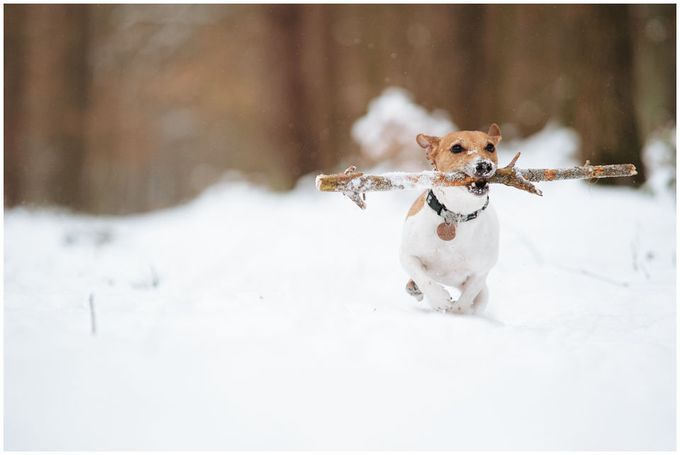 Cloe PRINCESSIN CONI - TOLA - Hodowla Jack Russell Terrier Z Todrykowa.  Cechy charakterystyczne: budowa lekka, drobnokoścista, zwinna i bardzo skoczna, nieprzeciętny charakter, zadziorny i typowy dla teriera temperament