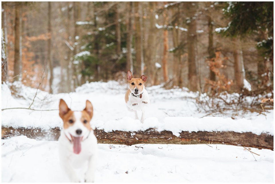Cloe PRINCESSIN CONI - TOLA - Hodowla Jack Russell Terrier Z Todrykowa.  Cechy charakterystyczne: budowa lekka, drobnokoścista, zwinna i bardzo skoczna, nieprzeciętny charakter, zadziorny i typowy dla teriera temperament