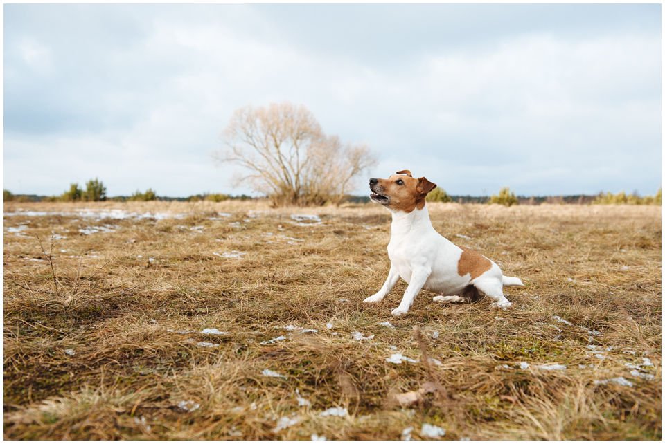 Cloe PRINCESSIN CONI - TOLA - Hodowla Jack Russell Terrier Z Todrykowa.  Cechy charakterystyczne: budowa lekka, drobnokoścista, zwinna i bardzo skoczna, nieprzeciętny charakter, zadziorny i typowy dla teriera temperament