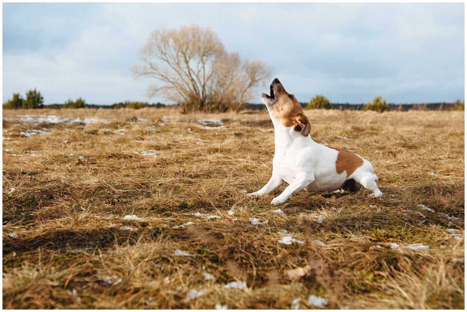 Cloe PRINCESSIN CONI - TOLA - Hodowla Jack Russell Terrier Z Todrykowa.  Cechy charakterystyczne: budowa lekka, drobnokoścista, zwinna i bardzo skoczna, nieprzeciętny charakter, zadziorny i typowy dla teriera temperament