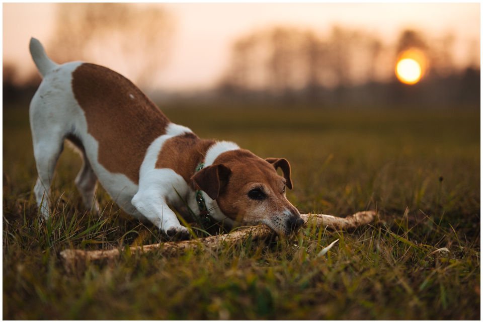Cloe PRINCESSIN CONI - TOLA - Hodowla Jack Russell Terrier Z Todrykowa.  Cechy charakterystyczne: budowa lekka, drobnokoścista, zwinna i bardzo skoczna, nieprzeciętny charakter, zadziorny i typowy dla teriera temperament