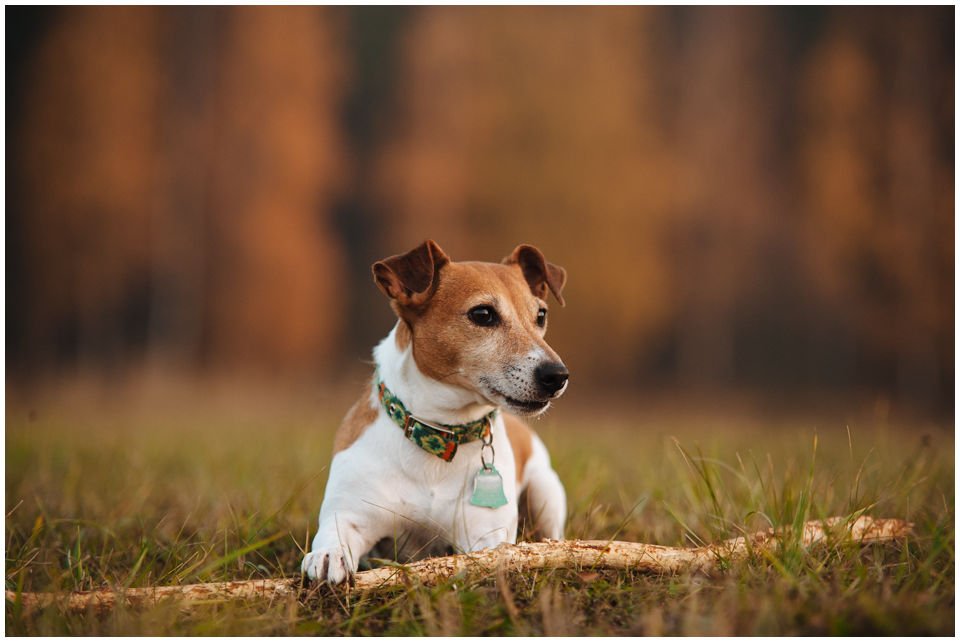 Cloe PRINCESSIN CONI - TOLA - Hodowla Jack Russell Terrier Z Todrykowa.  Cechy charakterystyczne: budowa lekka, drobnokoścista, zwinna i bardzo skoczna, nieprzeciętny charakter, zadziorny i typowy dla teriera temperament